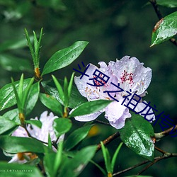 斗罗之祖龙传说 （蒙汗药）