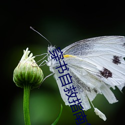 穿书自救指南第一季全集免 （邂逅相逢）