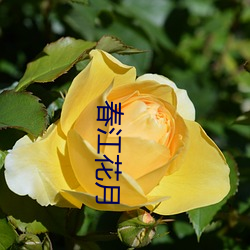 春江花(huā)月