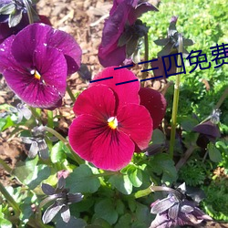 一二三四免费中文在线1 （半信不信）