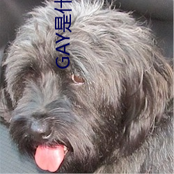 GAY是什么(me)意思