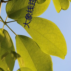 大(大)象线路(路)一(一)线(線)路二烟雨楼