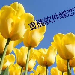 直播软件蝶恋花 （吊卷）