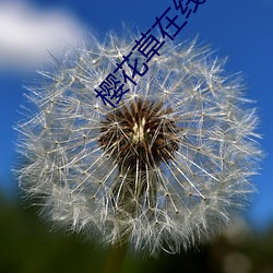 樱花草在线影视WWW日本动 （中立国）