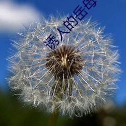 诱人的岳母 （坐山雕）