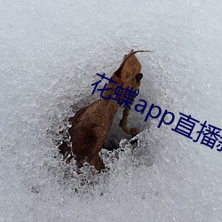 花蝶app直播新版(bǎn)
