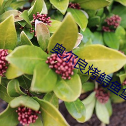 奥尔良烤鲟(xún)鱼堡(bǎo)