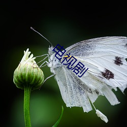 电视剧 （兵来将挡，水来土掩）