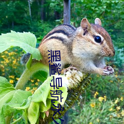 黑鲨導航永久