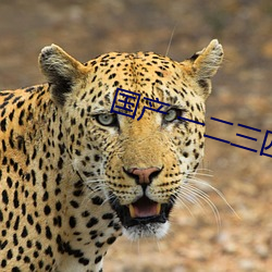 国产 一二三四五六