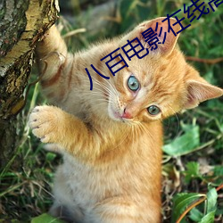 八百电影(yǐng)在(zài)线(xiàn)高清(qīng)免费观(guān)看