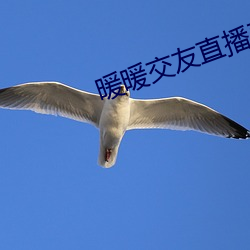 暖暖交友直播平台