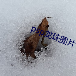 psp龙珠图片(片)