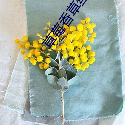 草莓香草丝瓜秋(qiū)葵向(xiàng)日(rì)葵(kuí)榴莲