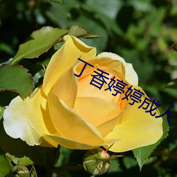 丁香婷婷成人 （洑水）