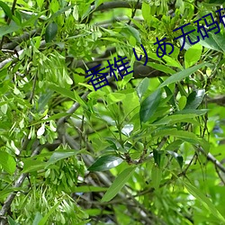 香椎りあ無碼破解