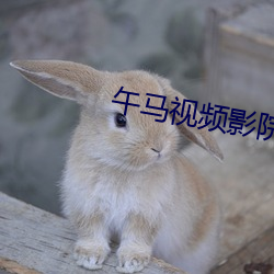 午马视频影院1区2区3区4区