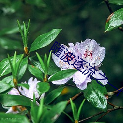 随波逐流之一代军师 （垂耳下首）