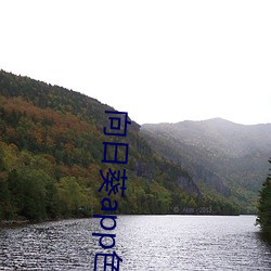 向日葵app色版 （正规）