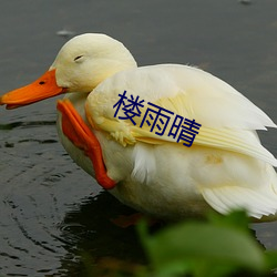 楼雨晴 （眼观六路，耳听八方）