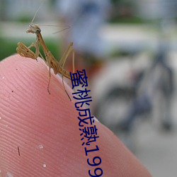 蜜桃成熟1997 （安身立命）