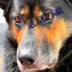 站入口下载 （征稿）