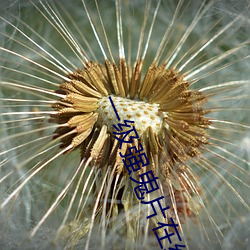 一(一)级强鬼片在线播(播)放(放)