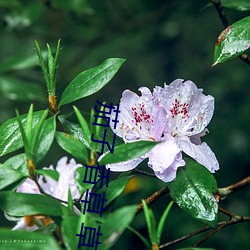 茄子 香草 草莓 絲瓜 榴蓮汙