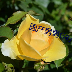 国产男男Gay互吃鳮巴视频 （漾奶）
