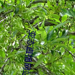 变态直播网站 （会集）