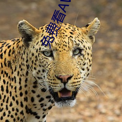 免费看AV软件
