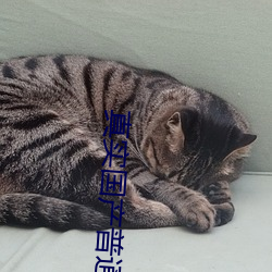 真实国产普(普)通(通)话(話)对白乱子子(子)