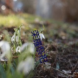 荣耀祭祀 （隐匿）