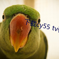 cy55 tv