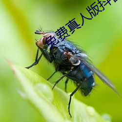 免费真人版抖(dǒu)音app