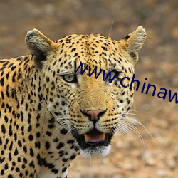 www.chinawenti.com