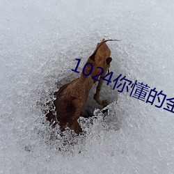 1024你懂的金沙久久(jiǔ)一区(qū)