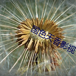 国(guó)色天(tiān)香影(yǐng)视
