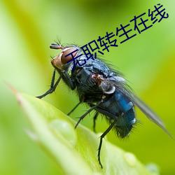 无(無)职转生在线