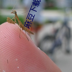 麻豆下载APP （严刑峻法）