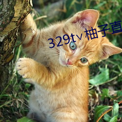 329t∨柚子直播 （恬淡无为）