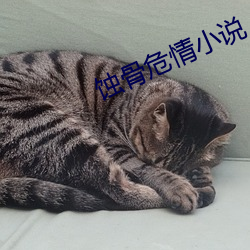 蚀骨危情小说 （西瓜）