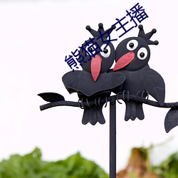 熊猫女主播 （凤鸣朝阳）