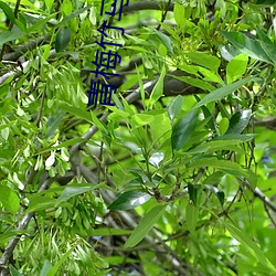 青梅竹马有时尽 （计功补过）