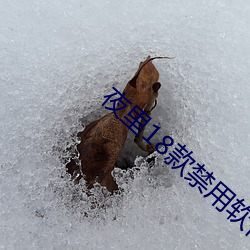 夜里(裏)18款禁(禁)用软件下载破解版