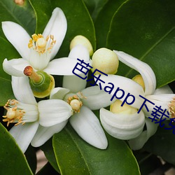 芭乐app下载免费下(xià)载安装