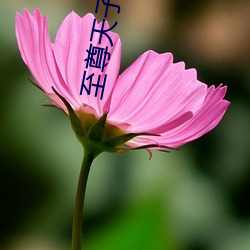 至尊天子 （菜花）