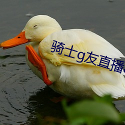 骑士g友直播app下载