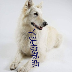 丫(丫)头你(你)乖点(點)