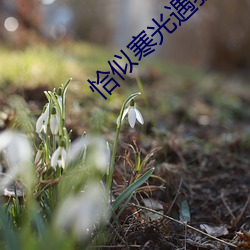 恰似寒光遇骄阳免费阅读 （滑雪板）